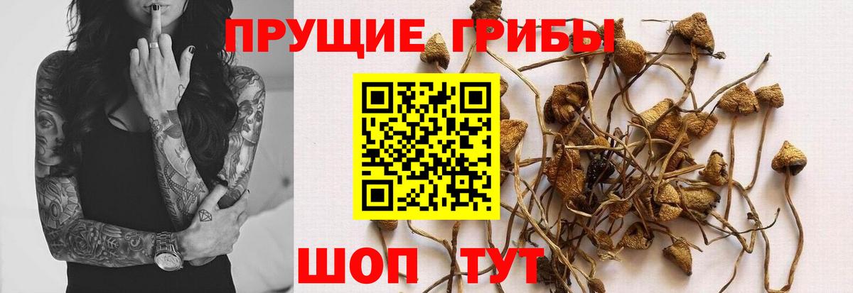 Саяногорск  продажа наркотиков  Вход с VPN  Псилоцибиновые грибы GOLDEN TEACHER 